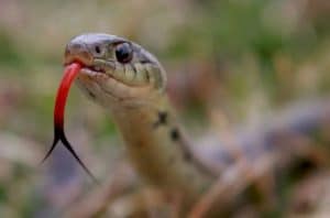 Snake Dreams Dream Dictionary