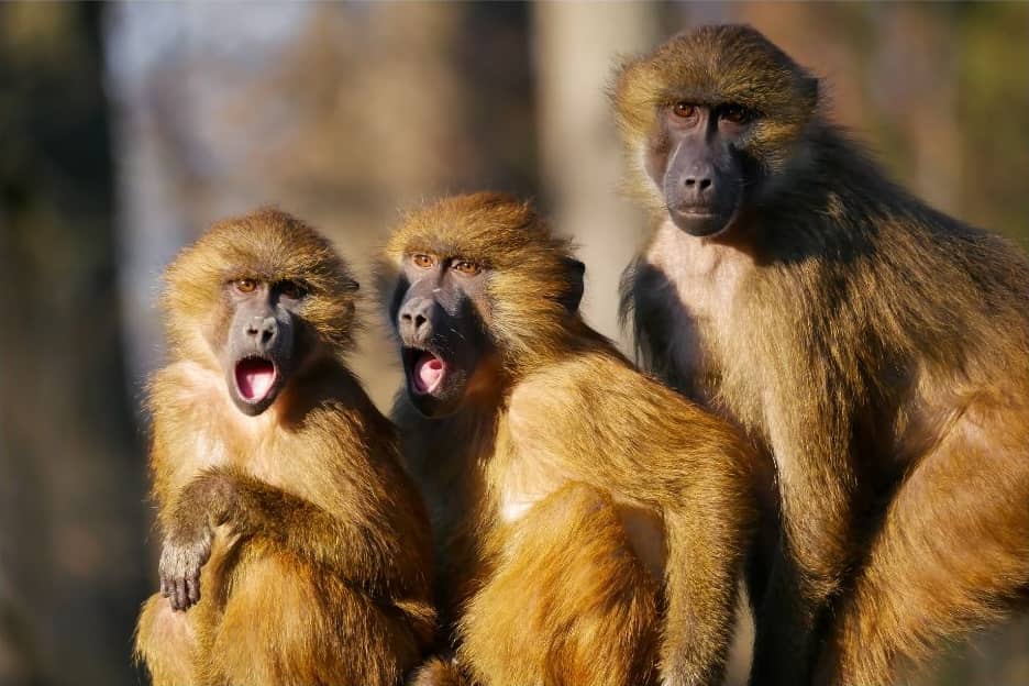 Three baboons sitting with their mouths open.