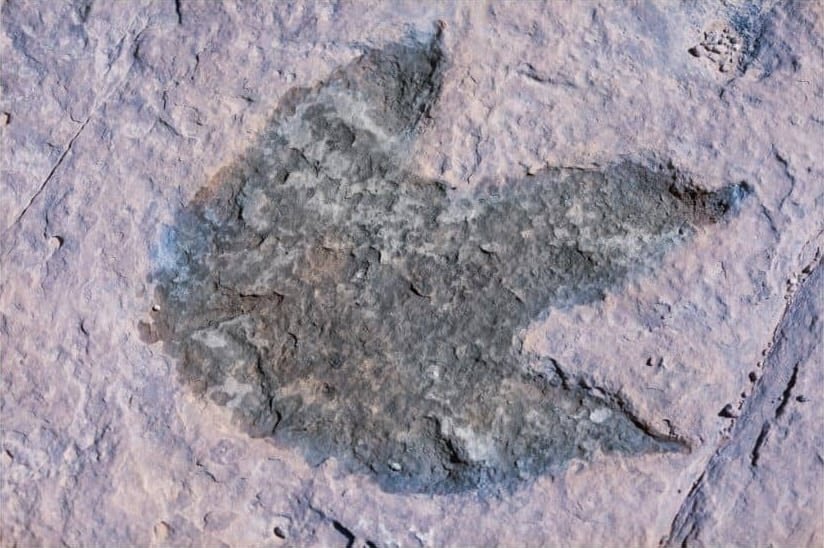 A large dinosaur footprint in limestone.